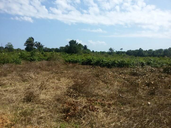 Terreno à venda, 5000m² - Foto 2