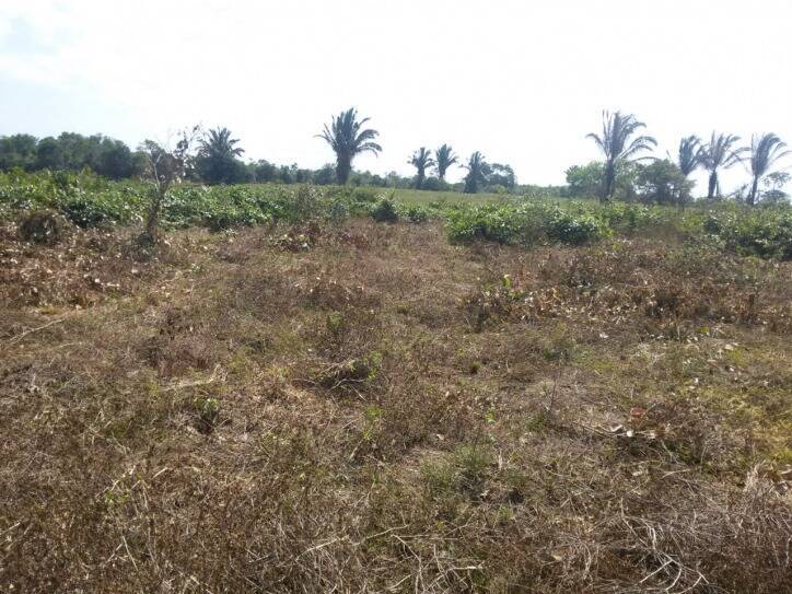 Terreno à venda, 5000m² - Foto 3