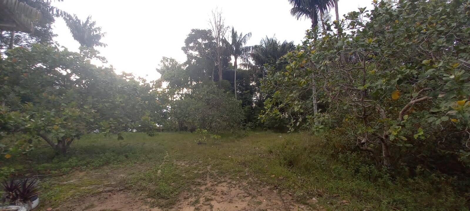 Terreno, 4 hectares - Foto 14