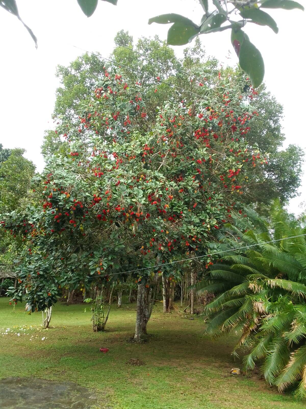 Terreno, 15 hectares - Foto 2