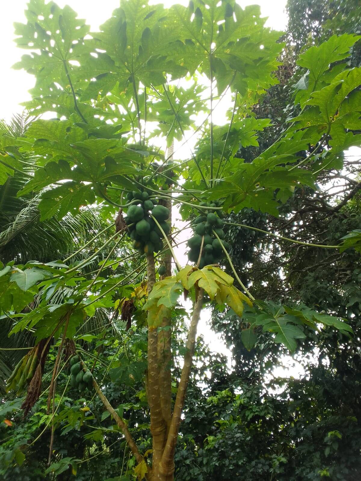 Terreno, 15 hectares - Foto 3