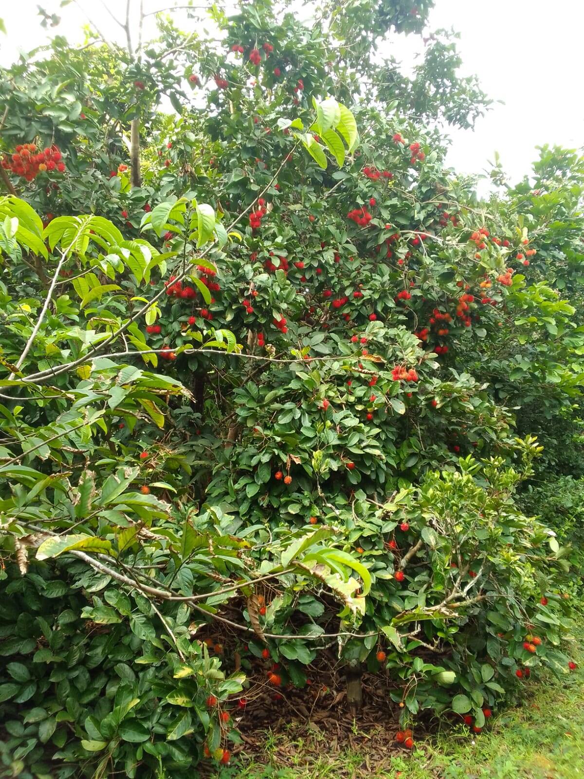 Terreno, 15 hectares - Foto 4