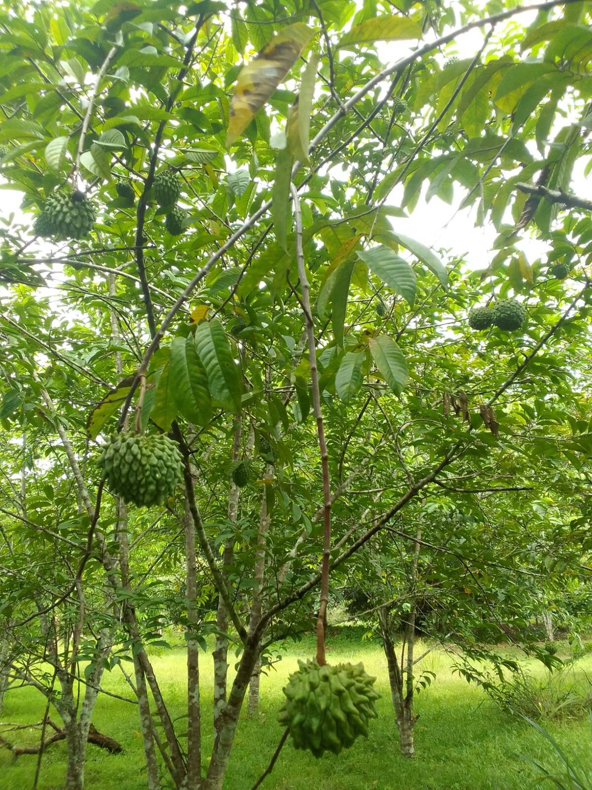 Terreno, 15 hectares - Foto 5