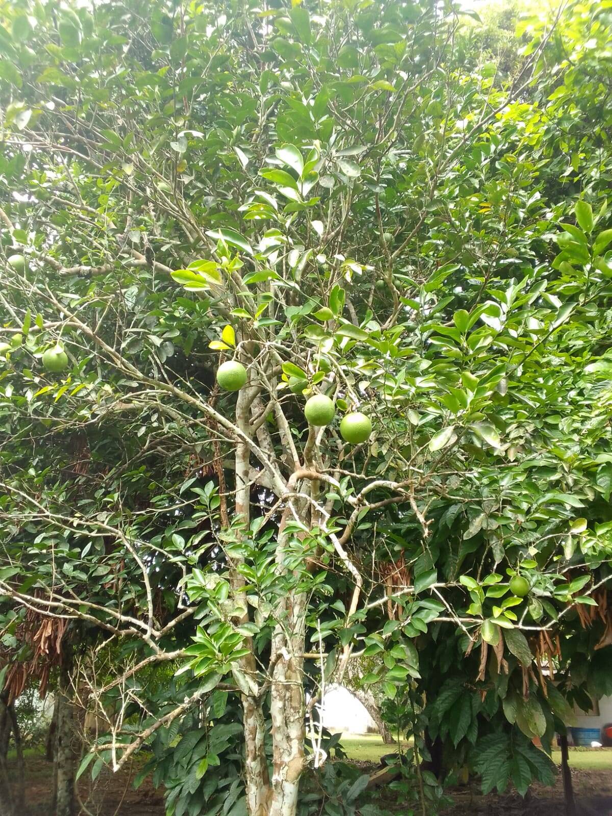 Terreno, 15 hectares - Foto 6