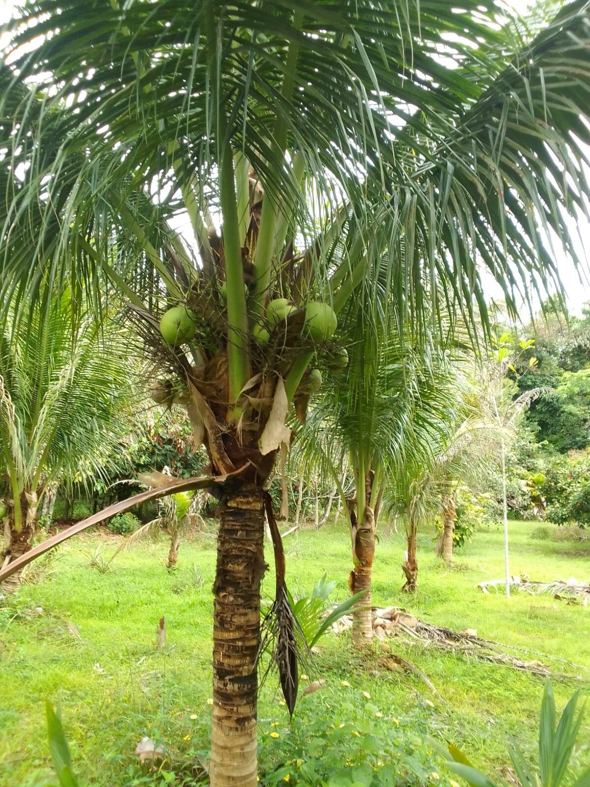 Terreno, 15 hectares - Foto 9