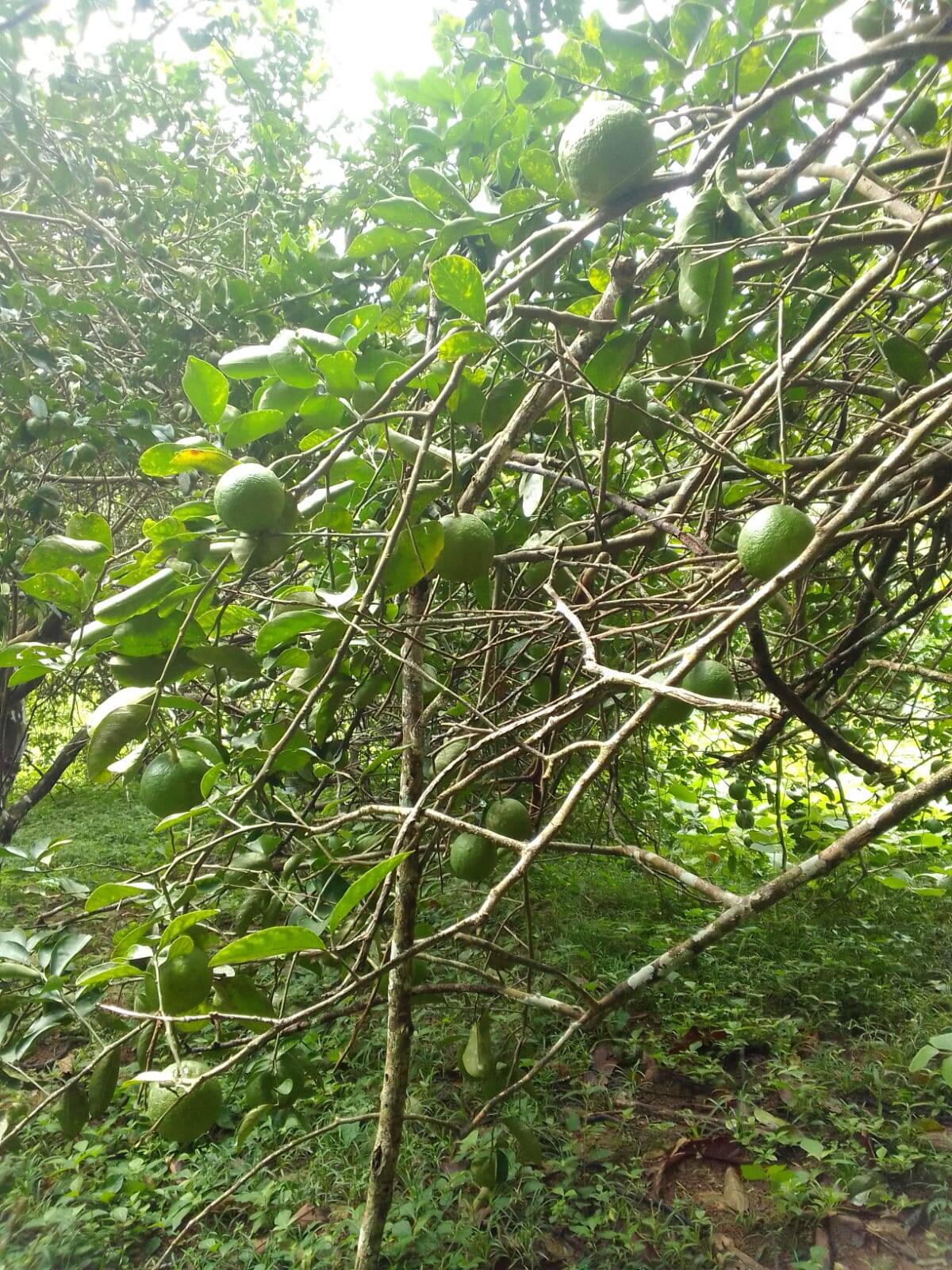 Terreno, 15 hectares - Foto 7