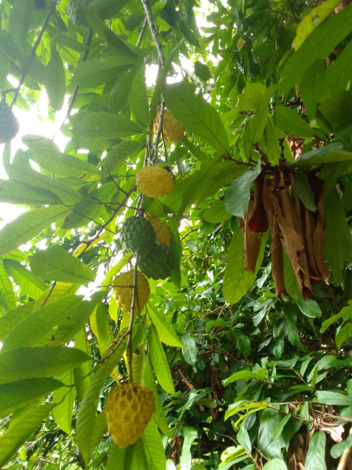 Terreno, 15 hectares - Foto 8