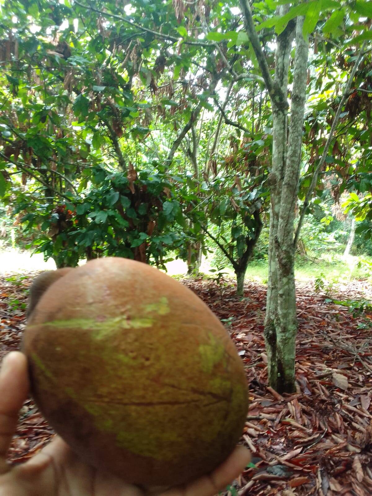 Terreno, 15 hectares - Foto 10