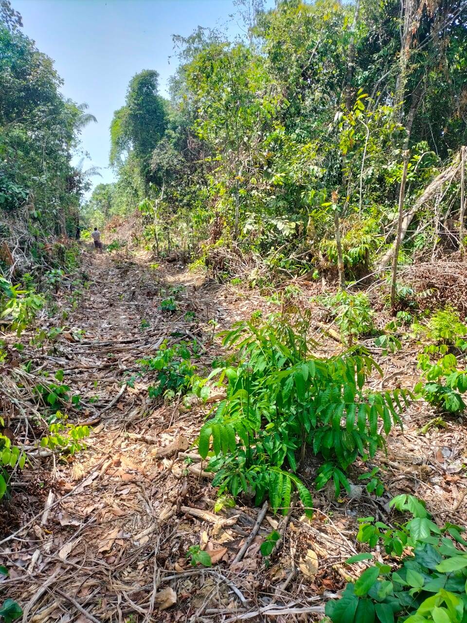 Terreno, 5200 m² - Foto 4