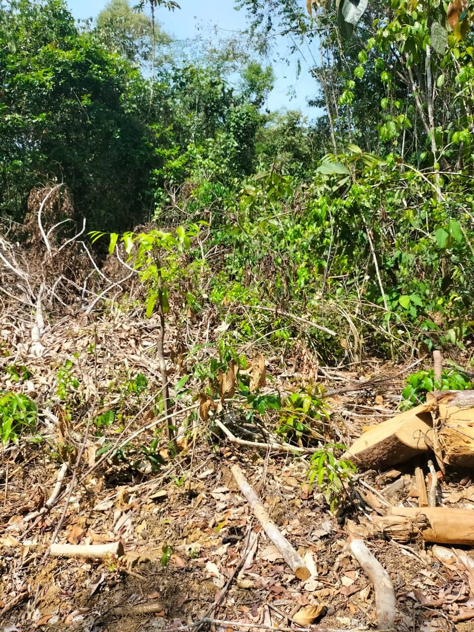 Terreno, 5200 m² - Foto 5