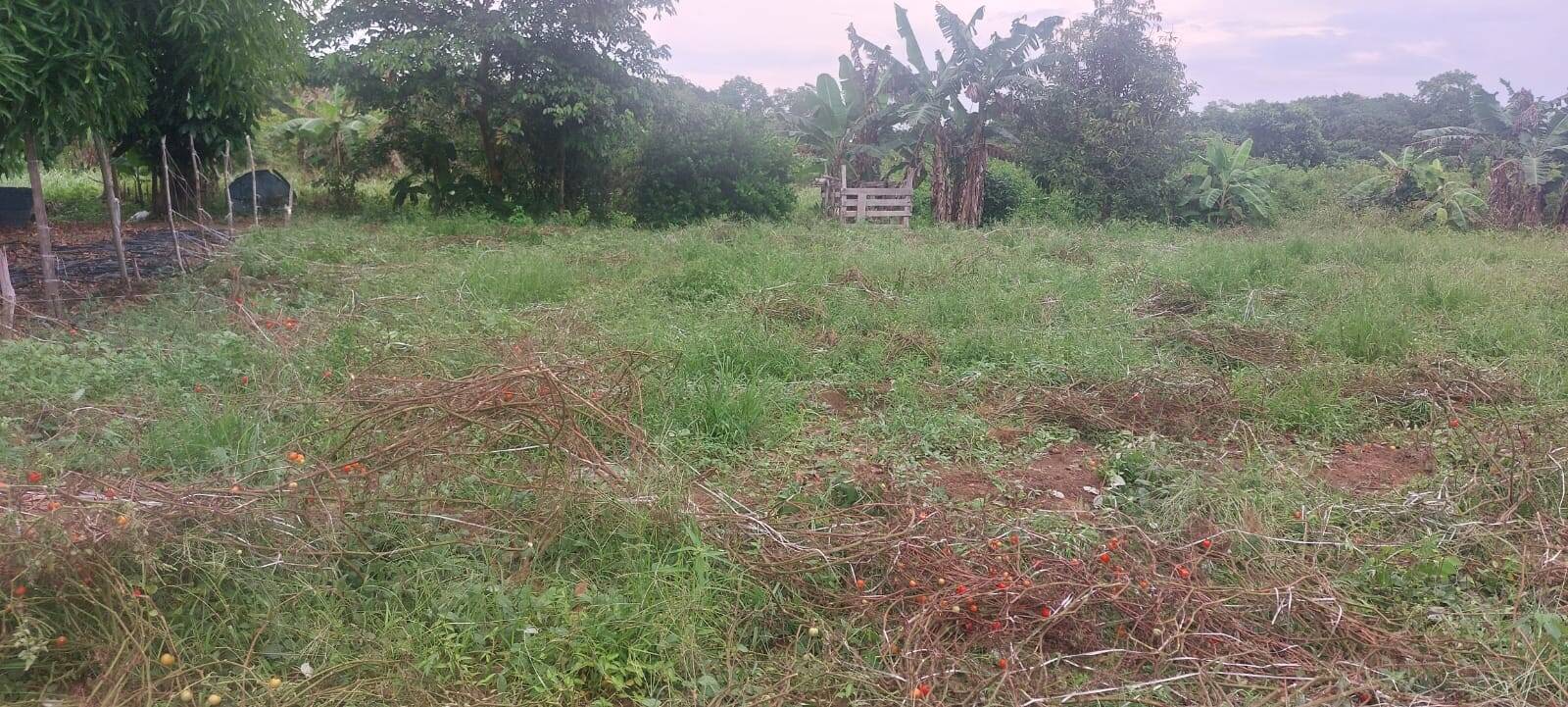 Terreno, 1120 m² - Foto 6